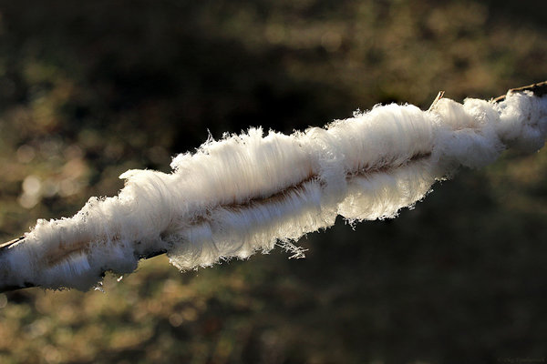 Inglijuuksed ehk haldjajuuksed (ka jäähabe või jäävill, Exidiopsis effusa).