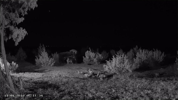 Kaks šaakalit pimeduses