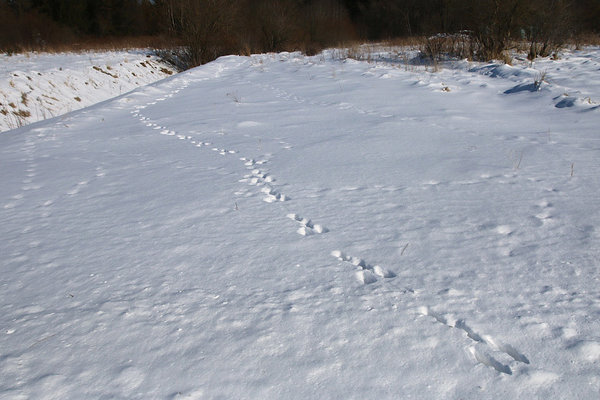 Siin läks jänes põllu suunas, et lume all olevat talivilja maitsta. Jänese jäljed lumel