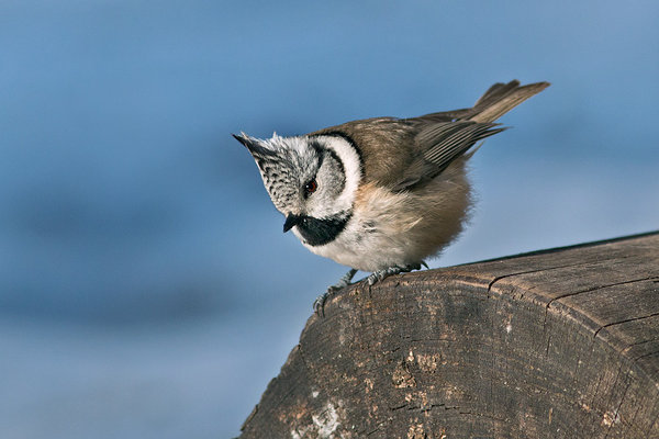 Tutt-tihane (Lophophanes cristatus). Tutt-tihane palgil