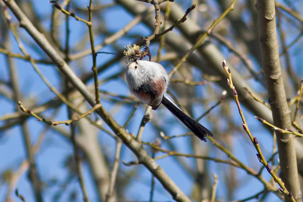 Sabatihane (Aegithalos caudatus). Sabatihane pajuoksal