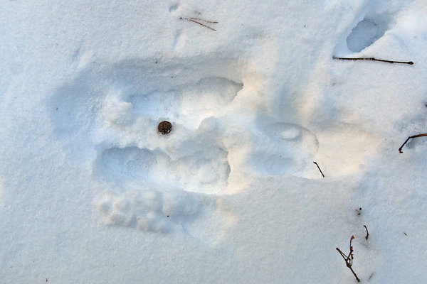 Jänese jäljerida saadavad tihtipeale sõnnikupabulad. Jänese jäljd ja pabul lumel