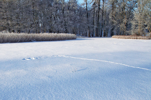 Sellelt „hiirepüüdmise“ paigalt läks rebane tagasi täpselt oma jälgi mööda. Sellelt „hiirepüüdmise“ paigalt läks rebane tagasi täpselt oma jälgi mööda.