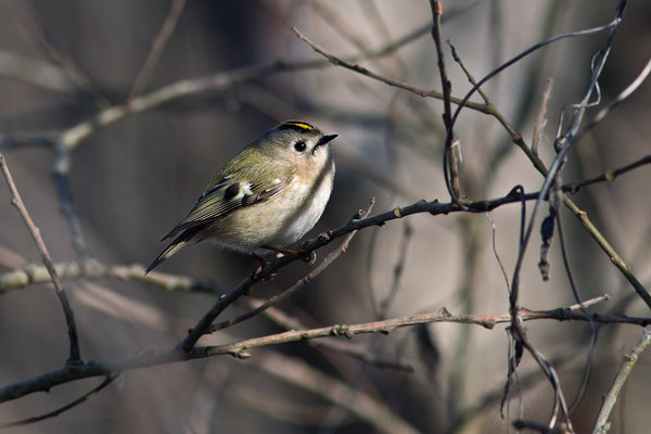 Pöialpoiss (Regulus regulus). Pöialpoiss (Regulus regulus) oksal