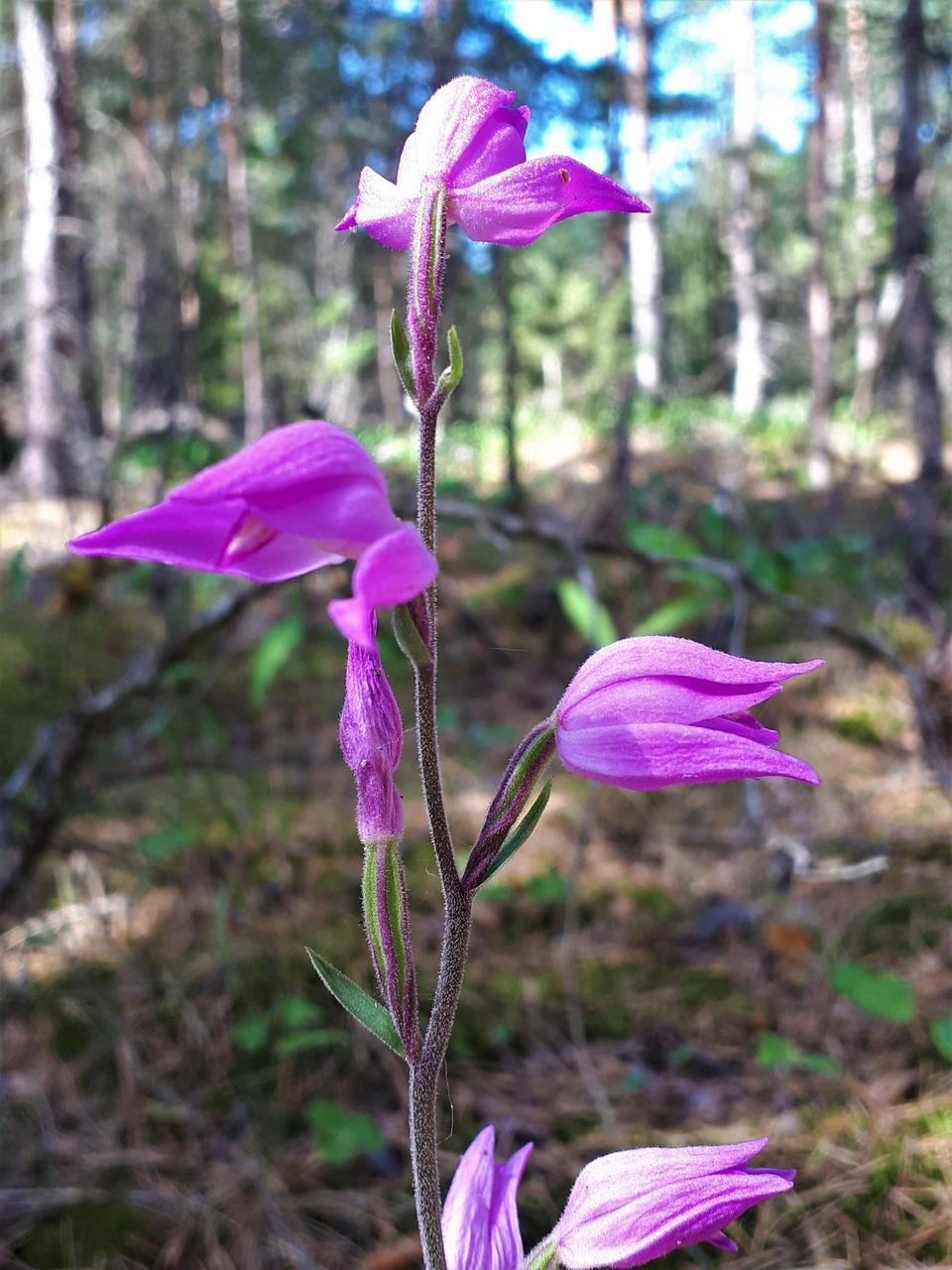 Punane tolmpea (Cephalanthera rubra)