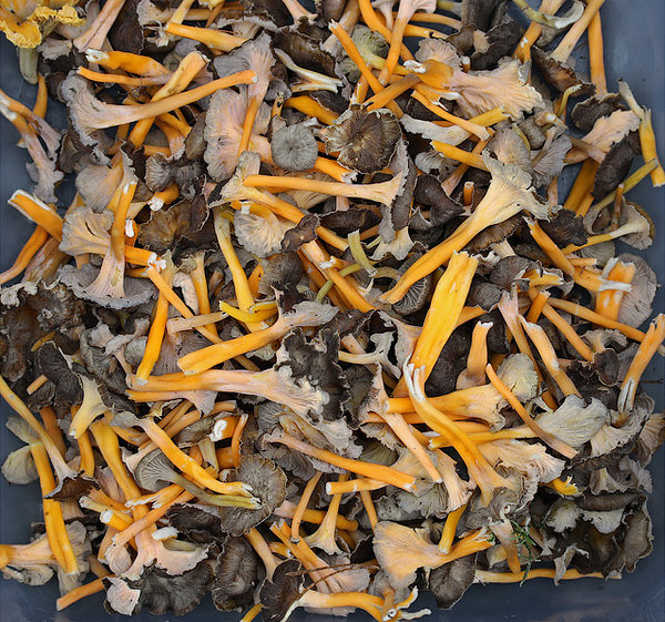 kollakad kukeseened korjatult ja puhastatult