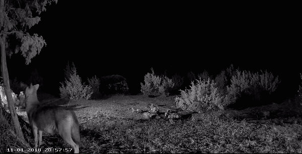 šaakal pimeduses tagant vaates