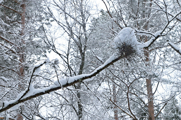 Niinimetatud tuulepesa kasel (kaseluudik), Taphrina betulina seene poolt põhjustatud okste laialikasvamine. Tuulepesa kasel (kaseluudik)