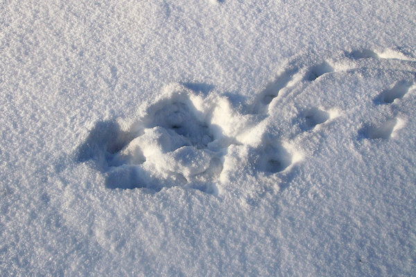 Rebase jäetud jäljed kohas, kus sai ta lume alt kätte närilise. Rebase jäetud jäljed kohas, kus sai ta lume alt kätte närilise.