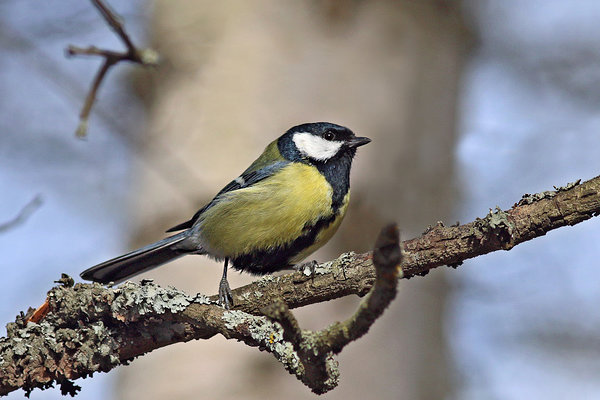 Rasvatihane (Parus major). Rasvatihane oksal