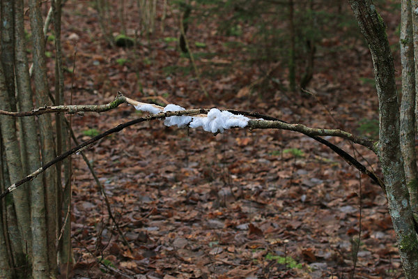 Haldjajuuksed vanadel sarapuuokstel.