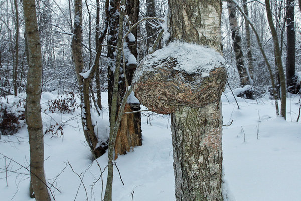 Sellisest kasepahast on võimalik teha näiteks ebatavalise kujuga dekoratiivse karika. Puupahk, kasepahk. Puupahk, kasepahk kasetüvel