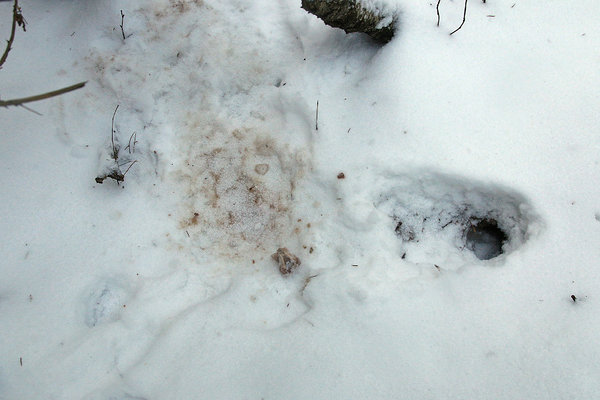 Siin rebane puhkas peale oma lume alla peidetud varudega maiustamist. Siin rebane puhkas peale oma lume alla peidetud varudega maiustamist.