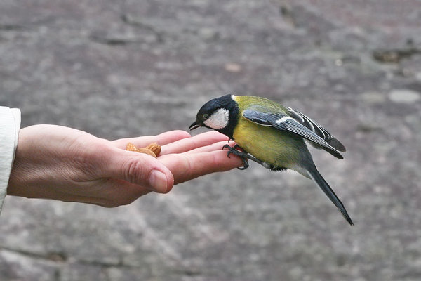 Rasvatihane maiustab mandlitega. Rasvatihane maiustab mandlitega inimese peost