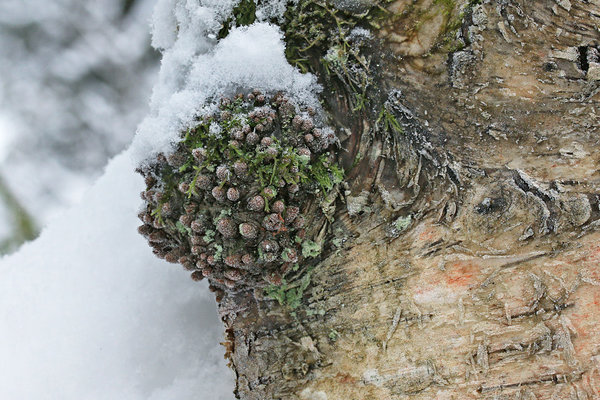 Magavad pungad paha pinnal Pungad paha pinnal