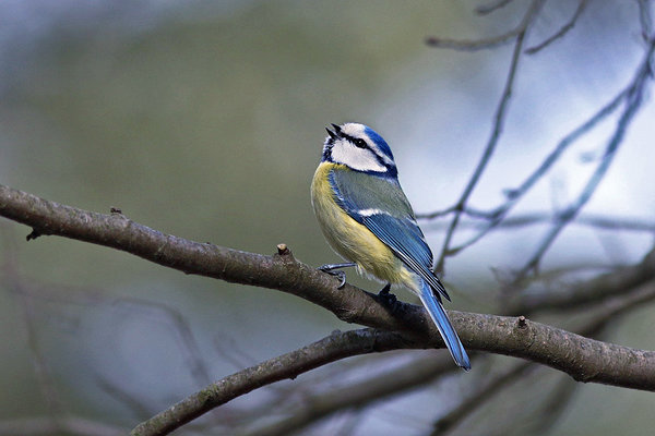 Sinitihane (Parus caeruleus). Sinitihane oksal
