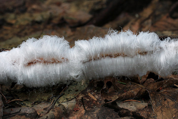 Inglijuuksed ehk haldjajuuksed (ka jäähabe või jäävill, Exidiopsis effusa).
