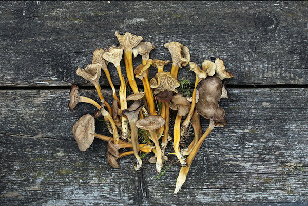 Lehter-kukeseened korjatult