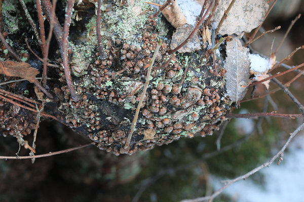 Mõnikord „ärkavad“ paha või juurepaha magavad pungad üles, ning nendest kasvavad uued oksad. paha või juurepaha pungad