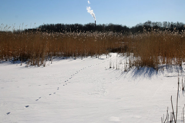 Rohkesti võib rebasejälgi näha rannikul, kuhu kiskja tuleb parte ning teisi linde jahtima. Rohkesti võib rebasejälgi näha rannikul, kuhu kiskja tuleb parte ning teisi linde jahtima.
