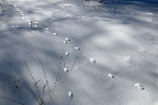 Talve lõpus jooksuajal on selliseid jälgi, kus isane kõnnib emase järel samades jälgedes, palju. Talve lõpus jooksuajal on selliseid jälgi, kus isane kõnnib emase järel samades jälgedes, palju.