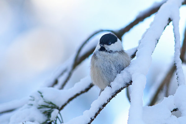 Põhjatihane (Poecile montanus). Põhjatihane lumisel oksal