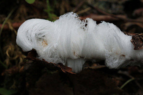 Inglijuuksed ehk haldjajuuksed (ka jäähabe või jäävill, Exidiopsis effusa).