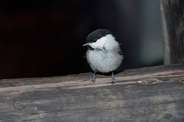 Põhjatihane (Poecile montanus). Põhjatihane (Poecile montanus).