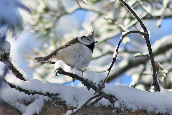 Tutt-tihane (Lophophanes cristatus). Tutt-tihane lumisel oksal