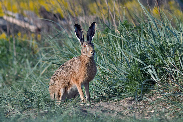 Kui rebasel on kõrvad peamiseks jahi organiks, siis jänesel on kõrvad kombineeritult jalgadega põhilisteks ellujäämise organiteks. Jänes rohus