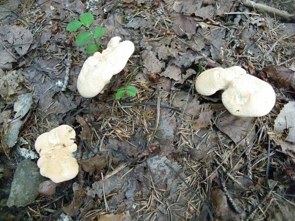 Heleda timpnarmiku kübara läbimõõt võib olla kuni 15 cm ja viljakeha kõrgus kuni 10 cm, seenejalg kuni 8 cm.Värvus varieerub valkjast, kahvatukollasest kuni punakasoranži ja heleda pähklipruunini. Kübar on kuiv, laineliste ebakorrapäraste äärtega. Heleda timpnarmiku kübara läbimõõt võib olla kuni 15 cm ja viljakeha kõrgus kuni 10 cm, seenejalg kuni 8 cm.Värvus varieerub valkjast, kahvatukollasest kuni punakasoranži ja heleda pähklipruunini. Kübar on kuiv, laineliste ebakorrapäraste äärtega.