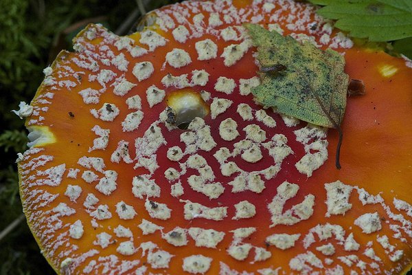 Punase kärbseseene kübar pealt