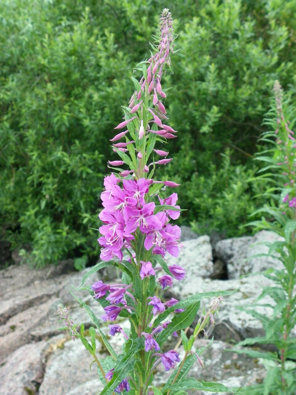 Põdrakanep (Chamerion angustifolium) kuulub sugukonda pajulillelised (Onagraceae). Kasvab teede ääres, sega- ja lehtmetsade servas, niitudel, turbarabas, raiesmikel ja põlendikel. Põdrakanep (Chamerion angustifolium) kuulub sugukonda pajulillelised (Onagraceae). Kasvab teede ääres, sega- ja lehtmetsade servas, niitudel, turbarabas, raiesmikel ja põlendikel.